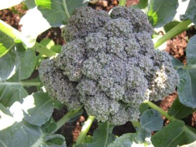 Freezing Broccoli and Beans Image